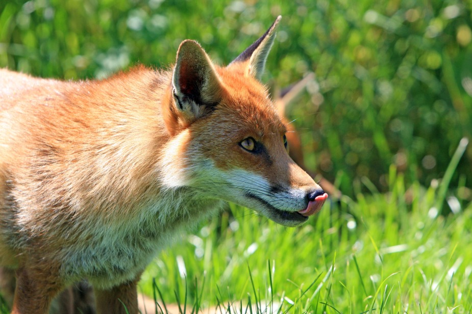 fox-red-fox-red-licking-57481.jpeg